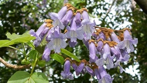 Rośnie jak szalona i kwitnie na fioletowo. Drzewko szczęścia z Chin