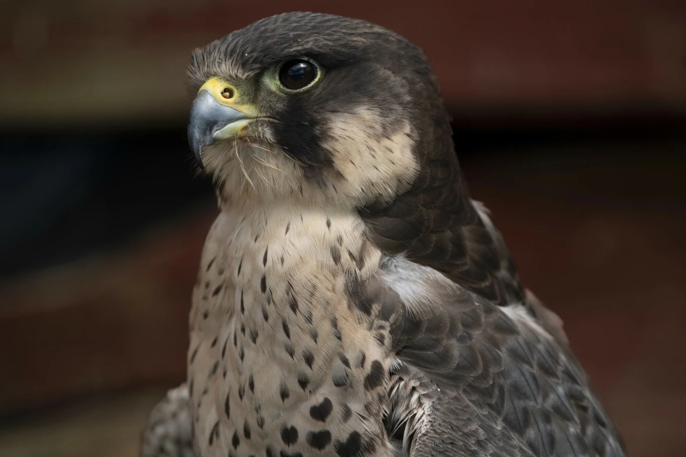 sokół z charakterystycznym haczykowatym dziobem, ciemnymi oczami i kontrastującym upierzeniem w odcieniach szarości i beżu, jego pierś pokrywają plamki, a spojrzenie jest czujne i skupione