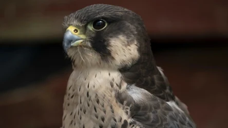 Niegdyś sokół wędrowny gnieździł się dość licznie niemal na całym świecie