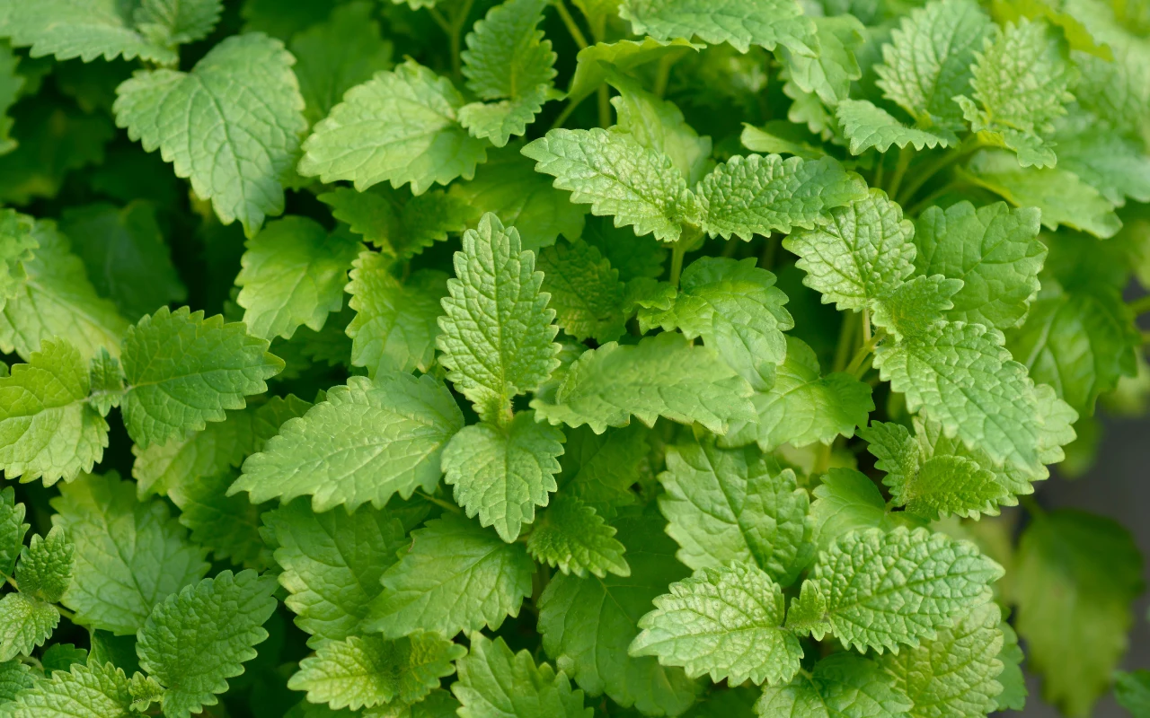 gęsta roślinność o jaskrawozielonych, ząbkowanych liściach z wyraźnie widocznym unerwieniem