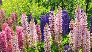 Mało pracy, dużo kwiatów. Posadź tę bylinę, a nie pożałujesz