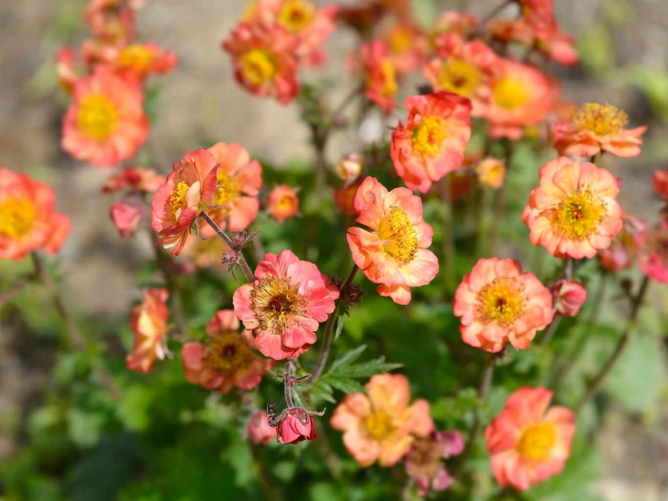Kępa jasno-pomarańczowych kwiatów kuklika o żółtych środkach wyrastająca na zielonych, ząbkowanych liściach na tle rozmytego podłoża.