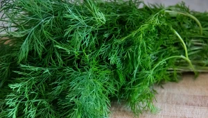 Koperek zachowa świeżość na dłużej, jeśli owiniemy go w zwilżony papierowy ręcznik.