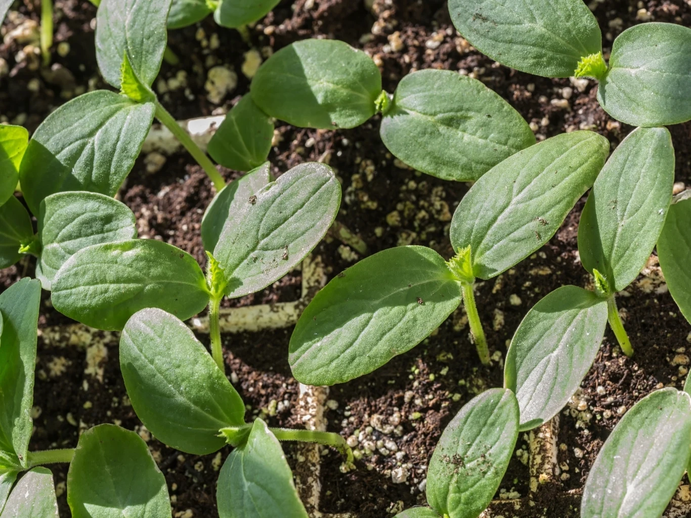 Młode siewki ogórka z jasnozielonymi liśćmi wyrastające z wilgotnej, próchniczej ziemi w regularnych odstępach.