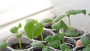 Specjalna kąpiel nasion ogórka znacznie poprawi ich późniejsze kiełkowanie