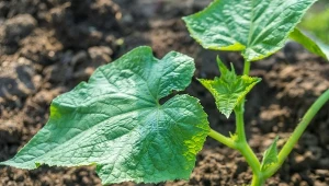 W tym roku nie stracisz ani jednej sadzonki ogórka. Prosty trik