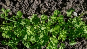 Stary trik na kiełkowanie pietruszki. Wystarczy posiać obok