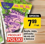 Bazylia w doniczce Polski