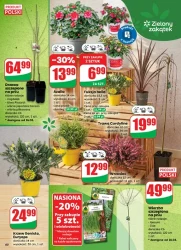 Apetyt na oszczędności – Dino