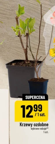 Krzew ozdobny