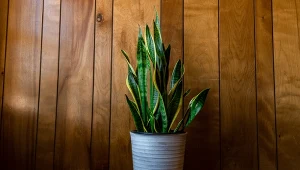 Dlaczego warto mieć w domu sansewierię?