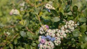 Dobrze rozsyp wokół borówki. Będzie dużo kwiatów, a potem soczystych owoców