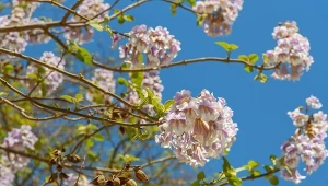 Cesarskie drzewko szczęścia. Rośnie szybko, kwitnie zachwycająco i owocuje