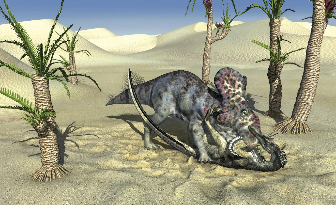 dwa prehistoryczne dinozaury walczą na pustynnym terenie otoczonym rzadkimi palmami; jeden z nich powala drugiego na ziemię, używając ostrych rogów i masywnego kołnierza chroniącego głowę