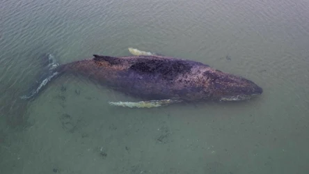 Wielki humbak utknął na mieliźnie niedaleko Niendorf w Niemczech