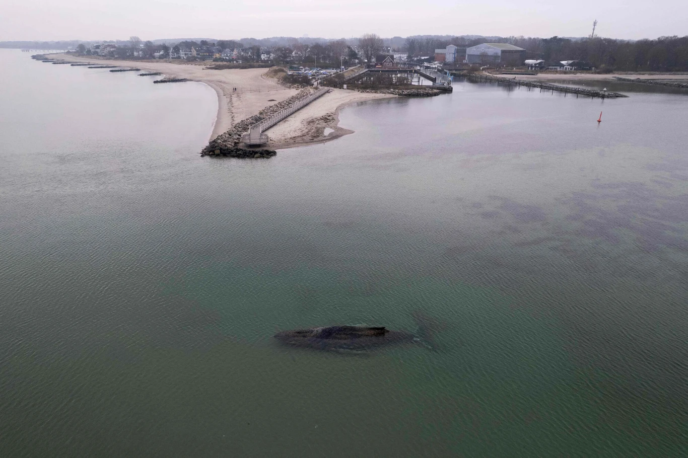 duży wieloryb dryfujący w płytkiej wodzie blisko brzegu, w tle kamienna grobla prowadząca na piaszczystą plażę oraz zabudowania przy brzegu