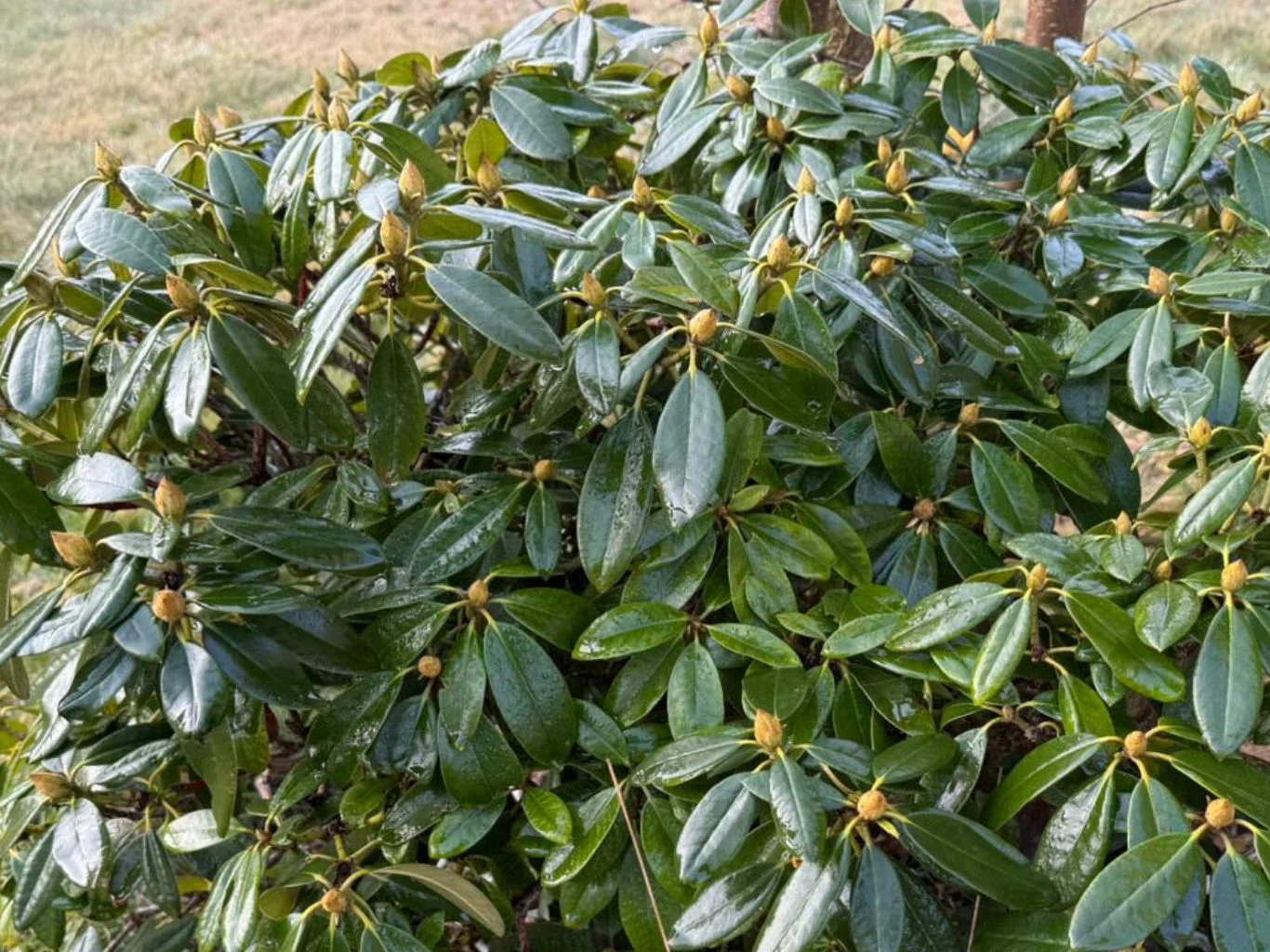 krzew rododendrona z wieloma błyszczącymi, ciemnozielonymi liśćmi oraz licznymi pąkami kwiatowymi przygotowującymi się do rozkwitu