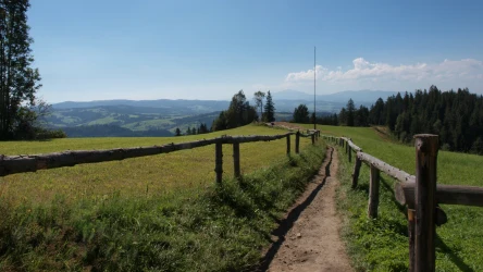 Szlak na Maciejową zawsze zachwyca cudownymi widokami. Do tego wiosną często można podziwiać tam krokusy