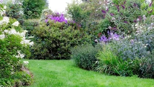 Na osy i szerszenie działa jak magnes. Lepiej nie sadź obok domu