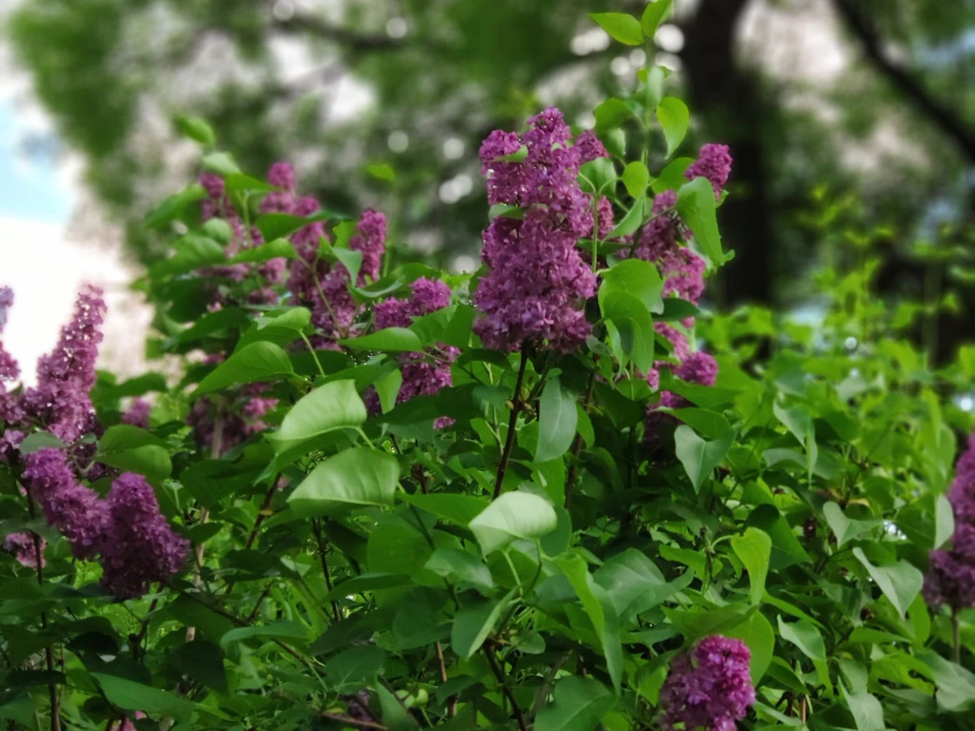 fioletowe kwiaty bzu otoczone bujnymi zielonymi liśćmi na tle rozmytych drzew i jasnego nieba