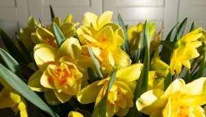 Wrzuć do wazonu, a żonkile długo nie zwiędną. Wystarczy kilka kostek