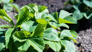 Syp pod korzeń przy sadzeniu. Truskawki będą słodkie i soczyste