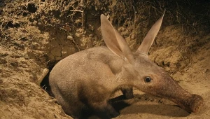 Mrównik żywi się mrówkowatymi i termitami