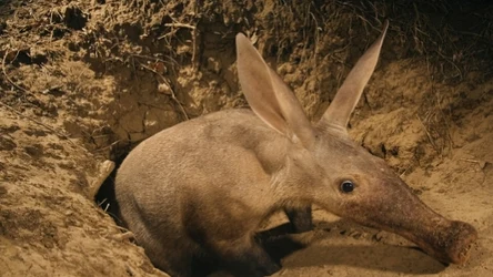 Mrównik żywi się mrówkowatymi i termitami