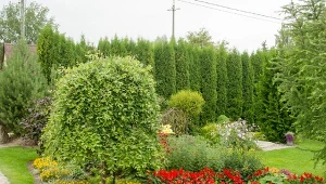 Pod tujami wcale nie musi być pusto. Lista najlepszy gatunków do posadzenia