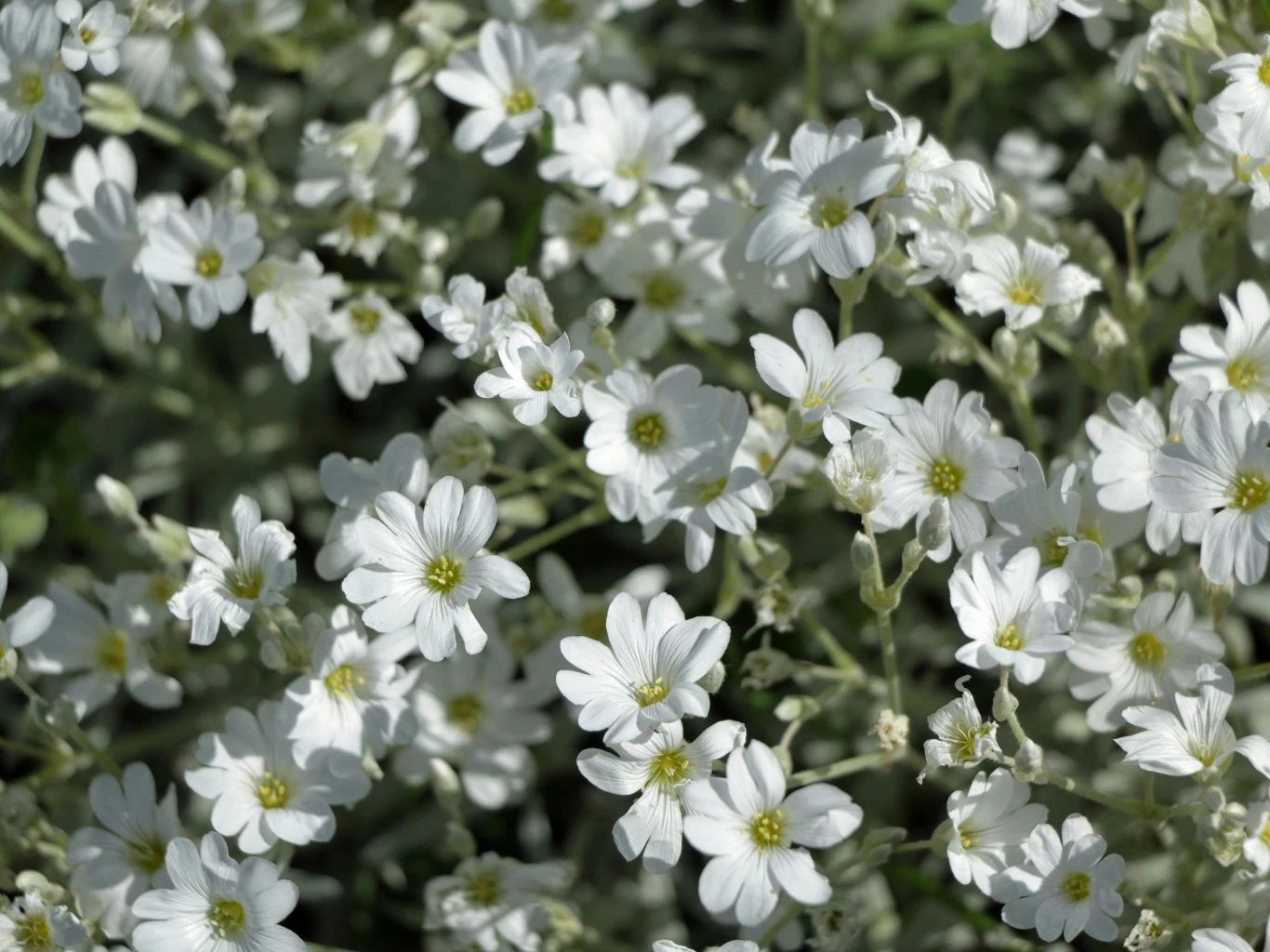 gęste skupisko drobnych białych kwiatów o pięciu płatkach z żółtymi środkami, otoczone zielonymi łodygami i liśćmi