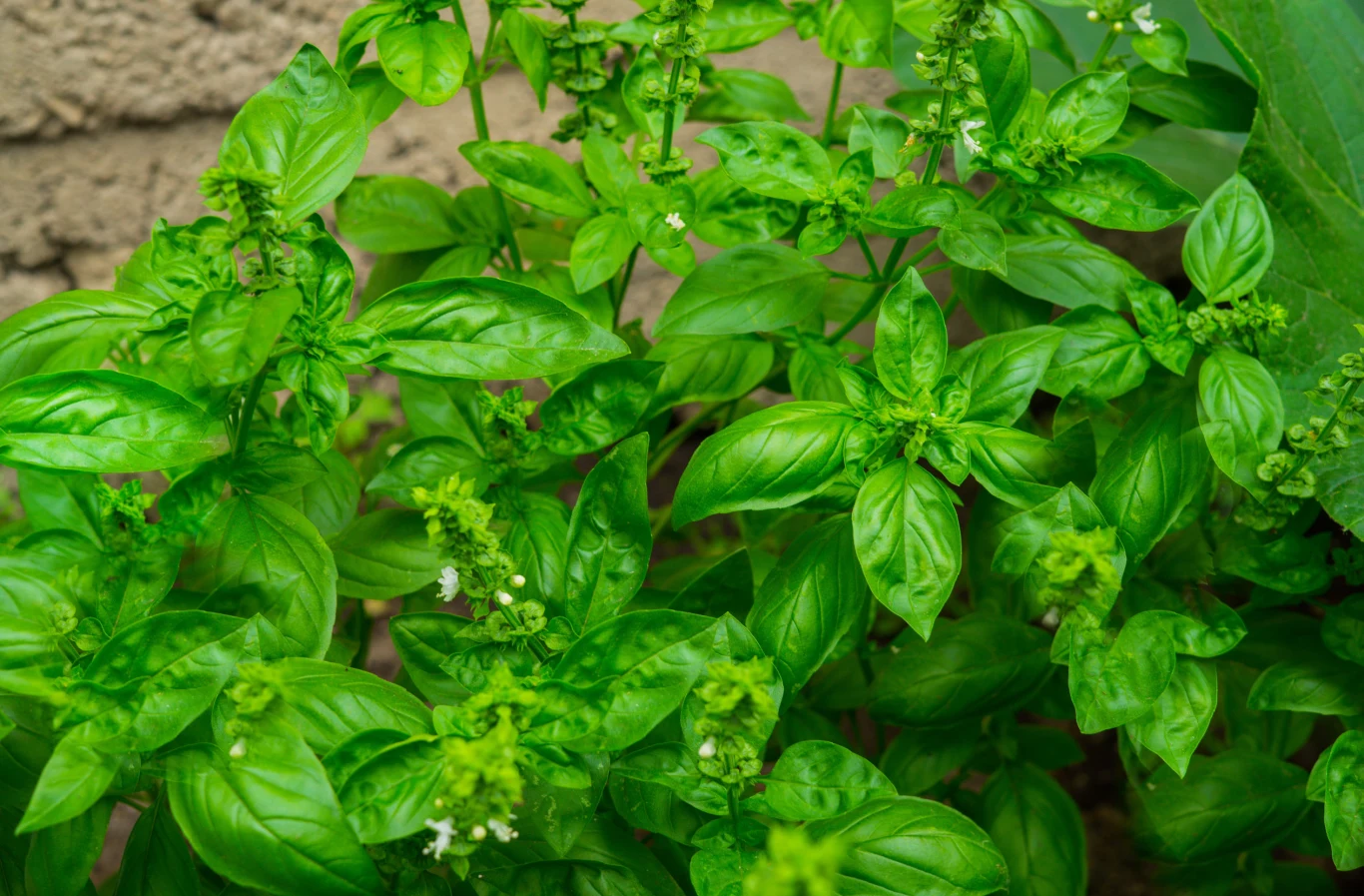Bazylia w ogrodzie Bazylia pospolita - uprawa, właściwości i zastosowanie zioła