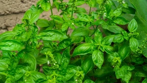 Bazylia pospolita (Ocimum basilicum)