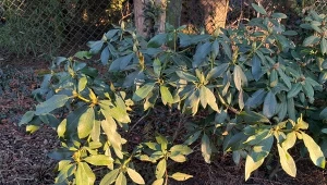 Podlej rododendrony 3 razy po zimie. Szybko się zazieleni