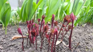 Czym nawozić piwonie na wiosnę?