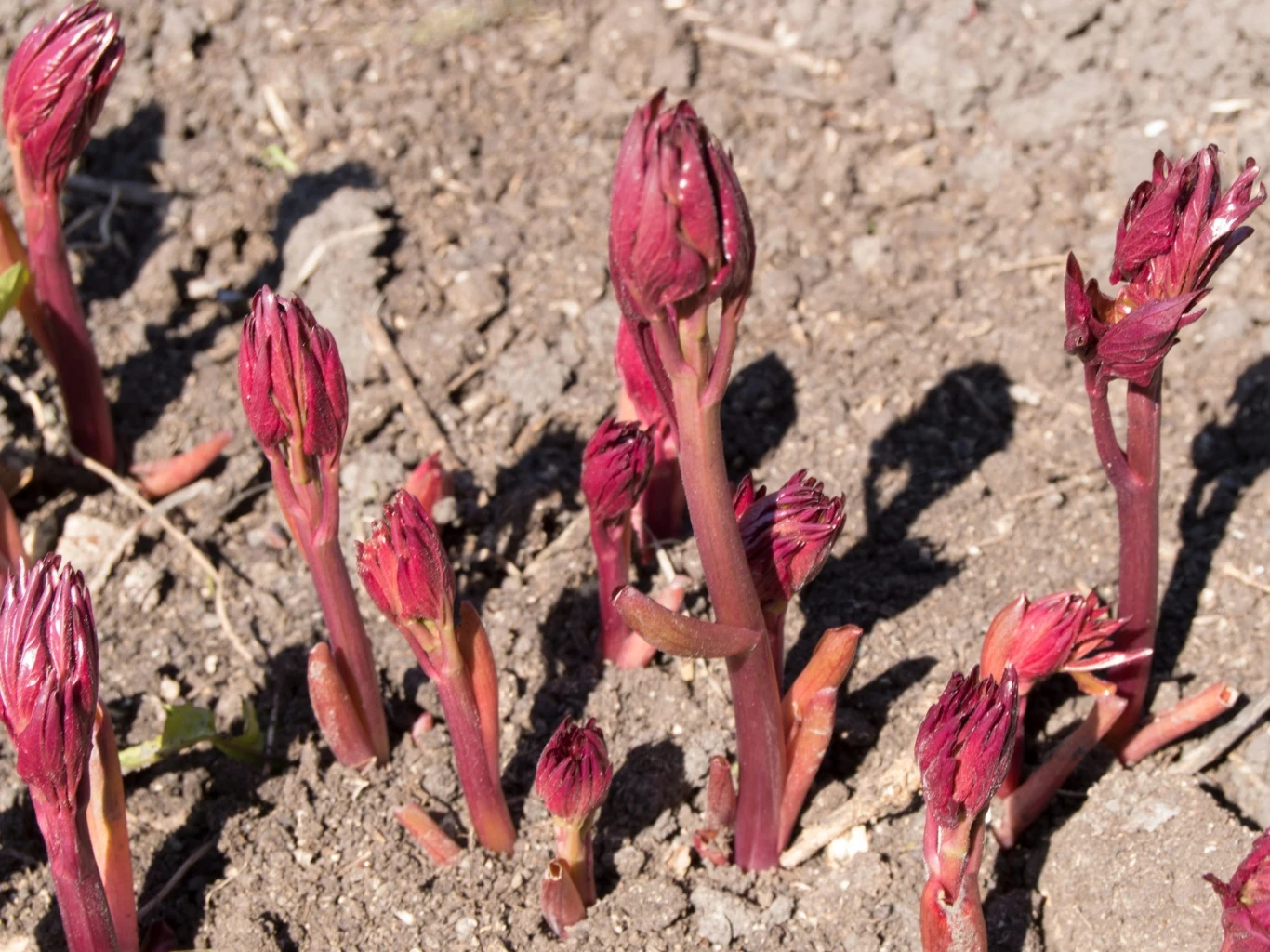 Czerwone młode pędy piwonii wyrastające z ziemi na tle suchej gleby, skupione w małej grupie w początkowej fazie wzrostu.
