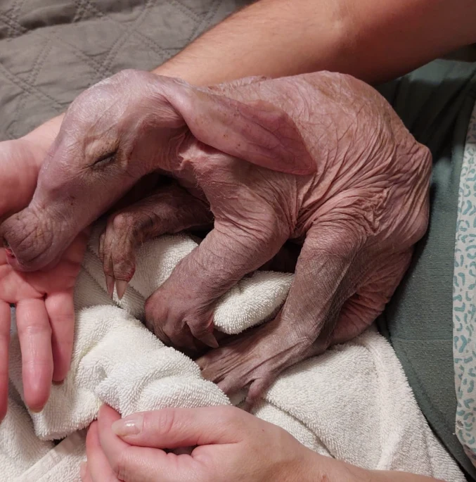 nowonarodzone lub bardzo młode zwierzę o różowej, pomarszczonej skórze odpoczywające na białym ręczniku, trzymane delikatnie na kolanach przez osobę w bliskim ujęciu