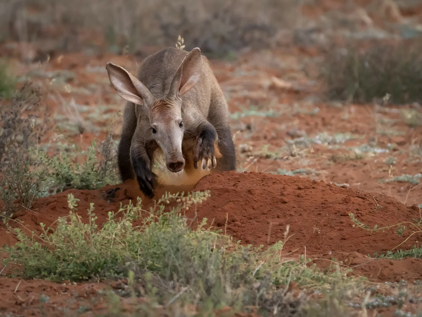 orykterek afrykański z dużymi uszami kopie łapami w czerwonym, piaszczystym gruncie wśród suchej roślinności sawanny