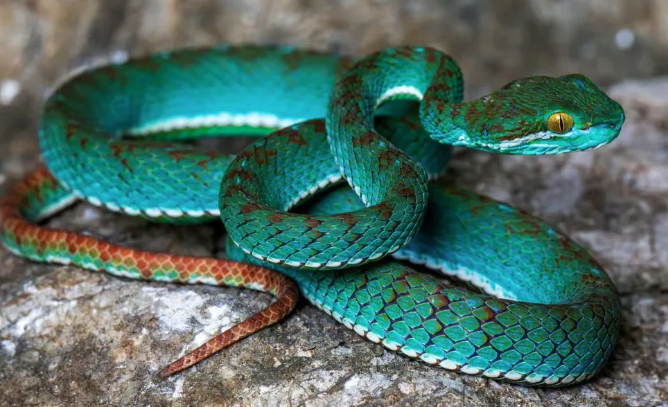 zielony wąż o intensywnych, turkusowych łuskach z brązowymi akcentami opleciony na szarej, kamienistej powierzchni, wyraźnie widoczne żółte oko i charakterystyczny wzór na grzbiecie