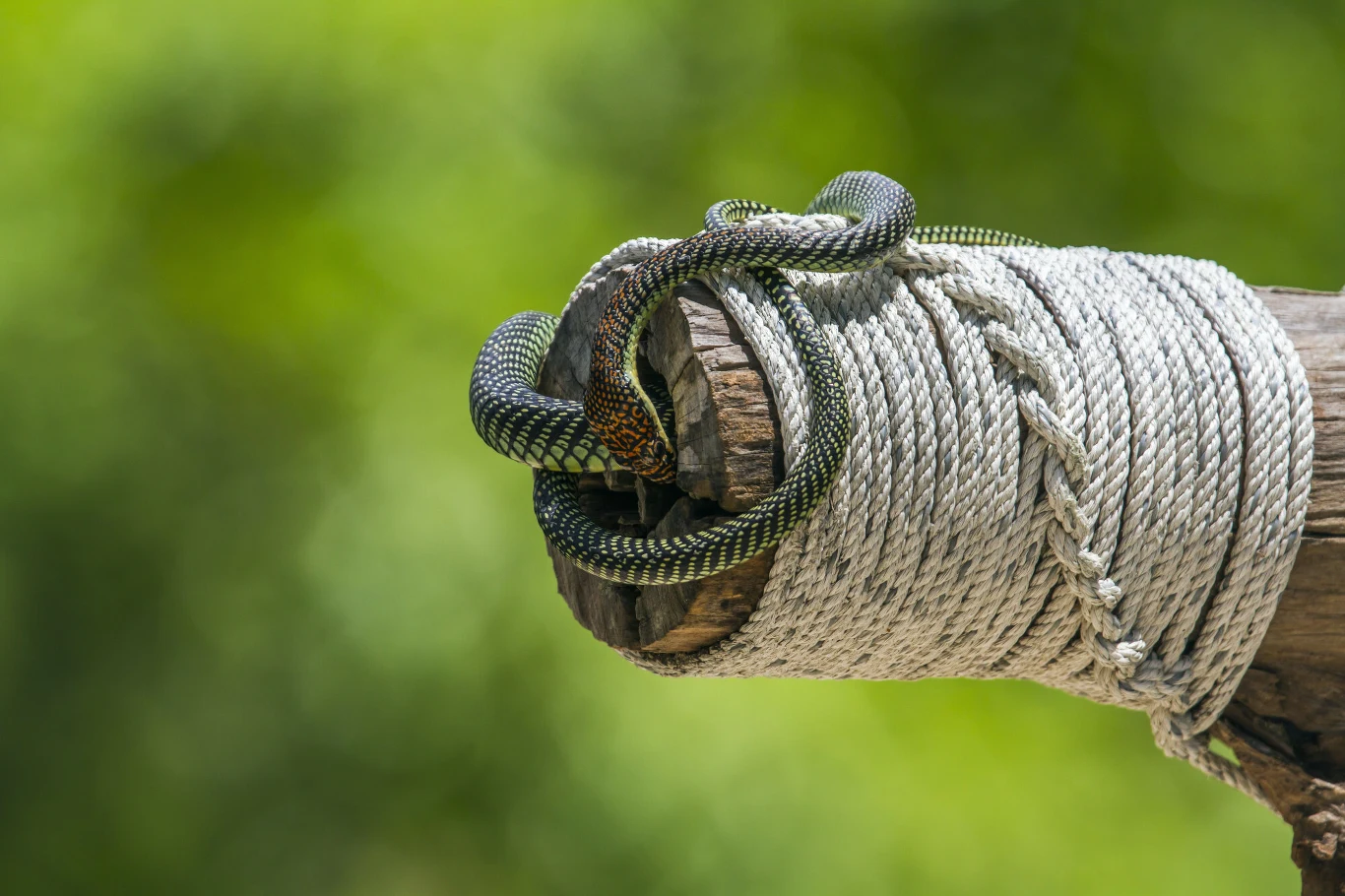 zielono-czarny wąż owinięty wokół grubego sznura nawiniętego na drewniany słup, intensywnie zielone rozmyte tło