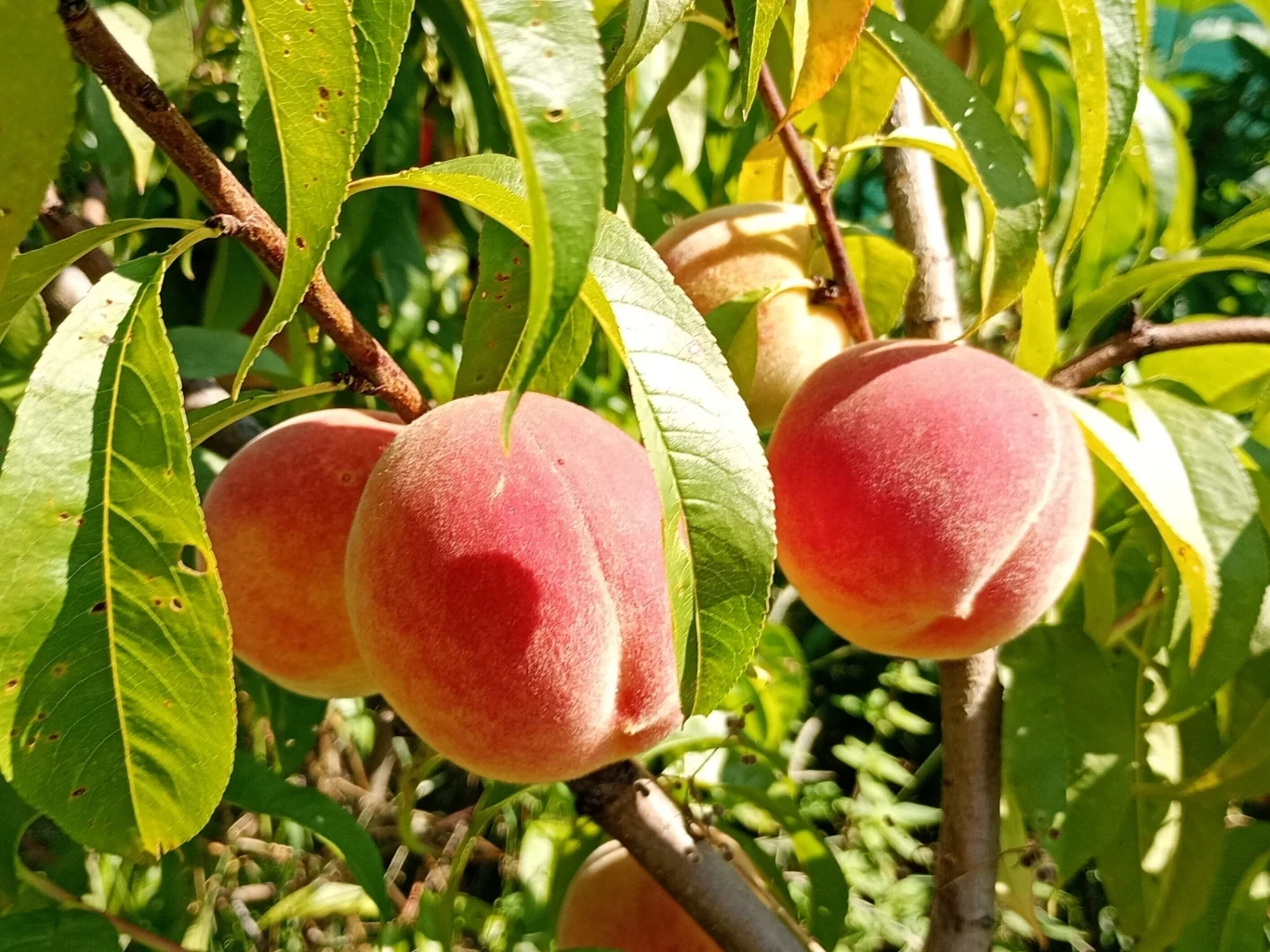dojrzałe brzoskwinie o żółto-czerwonej skórce wiszące na gałęziach drzewa wśród zielonych liści