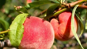 Soczysta, słodka i niewymagająca. Brzoskwinia 'Inka' nadaje się do ogrodu