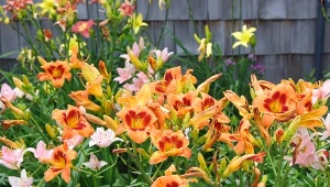 Liliowiec (Hemerocallis) to jedna z łatwych w uprawie bylin, które warto sadzić w ogrodzie.