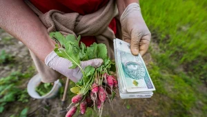 Najwyższa emerytura rolnicza jest niższa niż ta z ZUS-u