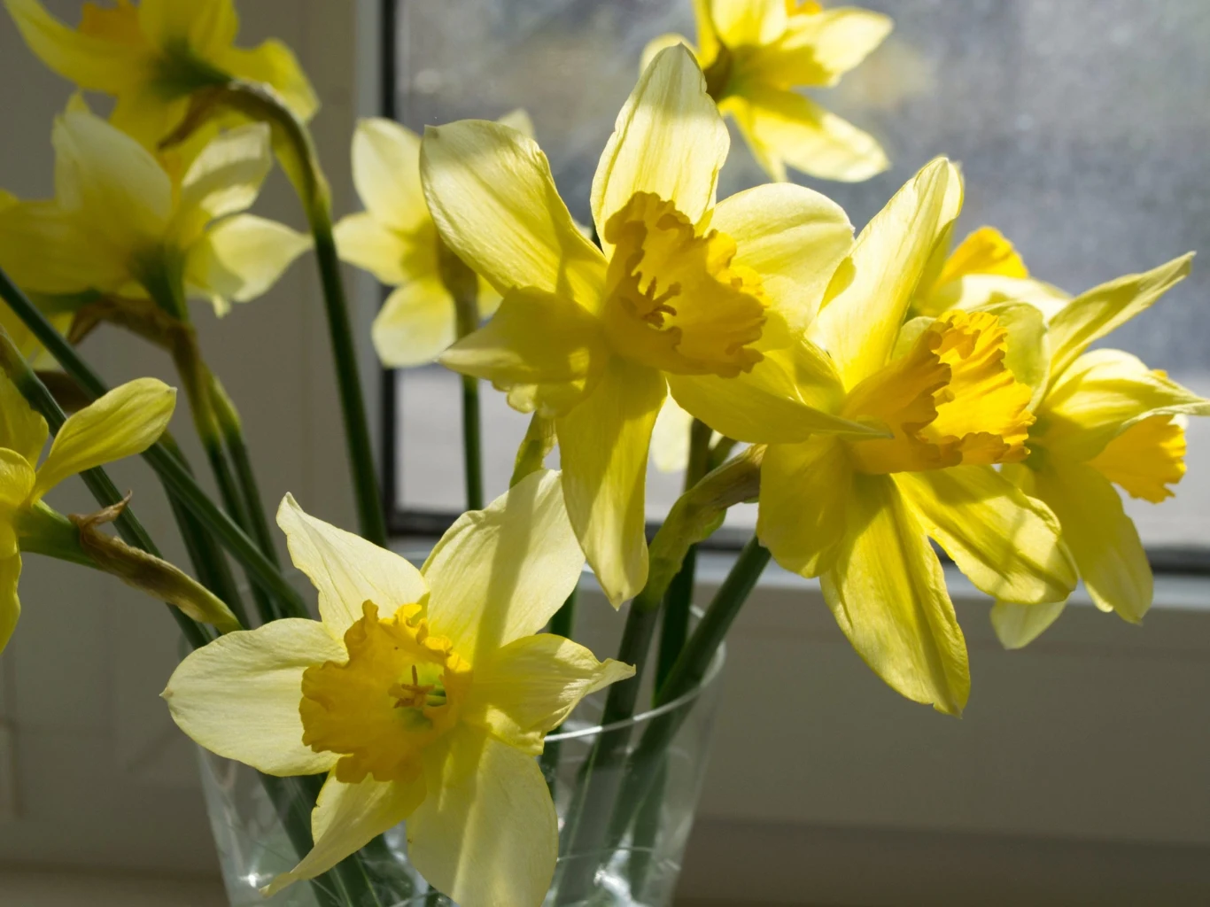 Bukiet żółtych żonkili w szklanym wazonie na parapecie przy oknie.