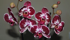 Storczyk inny niż wszystkie. Może pachnieć jak czekolada