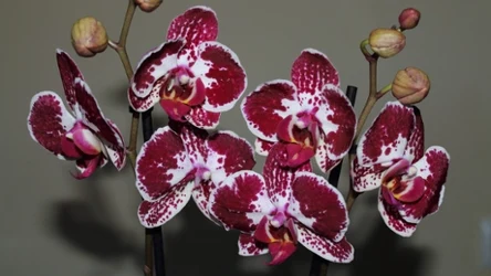 Storczyk espresso ma czekoladowy zapach. 