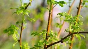 Nigdy, przenigdy nie sadź obok malin. Owoców będzie garstka 