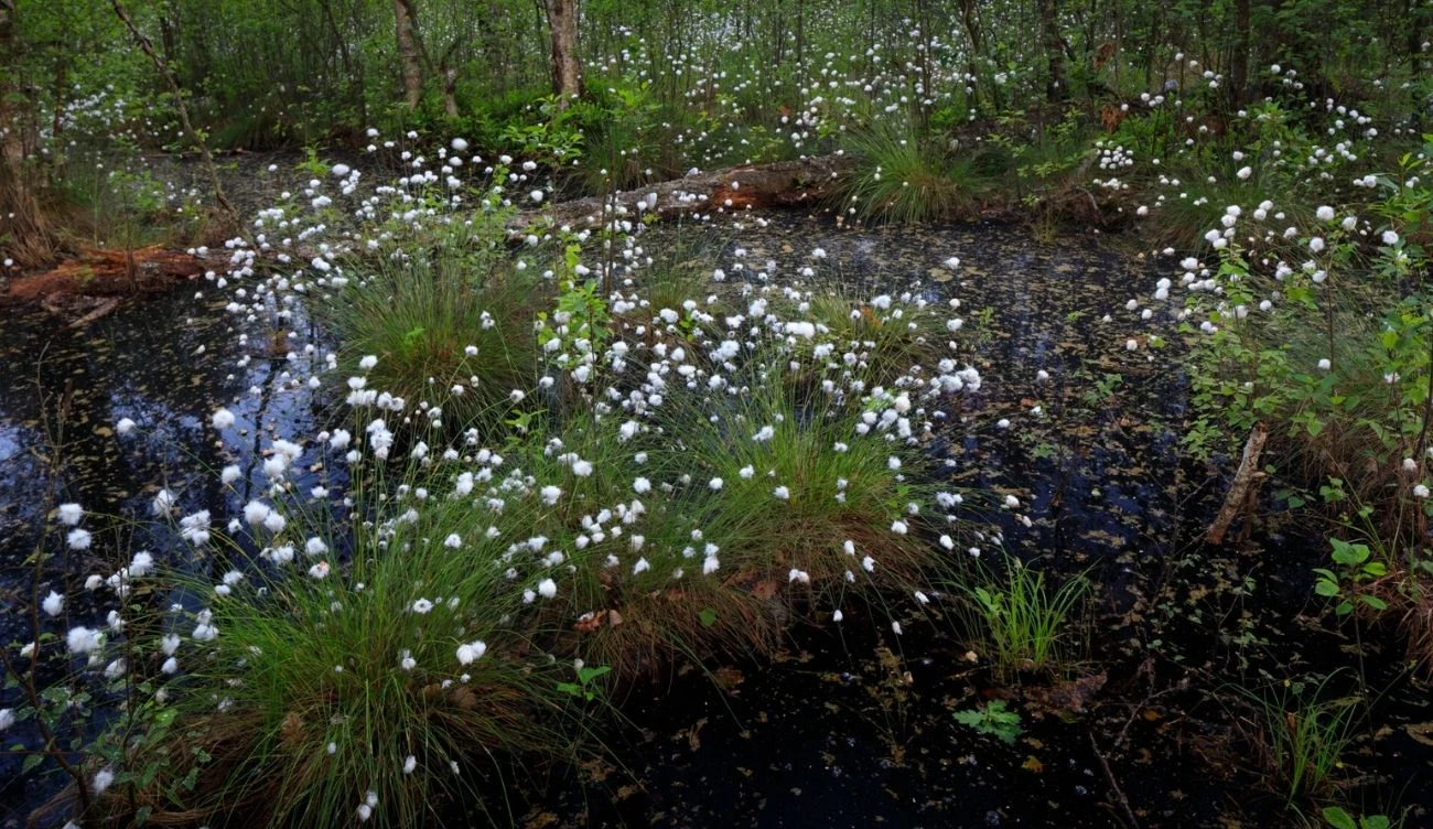 Wełnianka stworzy piękne dywany w Puszczy Kampinoskiej Torfowisko w Puszczy Kampinoskiej porośnięte kępkami wełnianki z białymi kwiatostanami w otoczeniu drzew.
