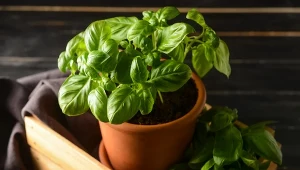 Bazylia z marketu więdnie po kilku dniach? Mamy na to sposób