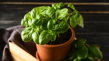 Bazylia z marketu więdnie po kilku dniach? Mamy na to sposób